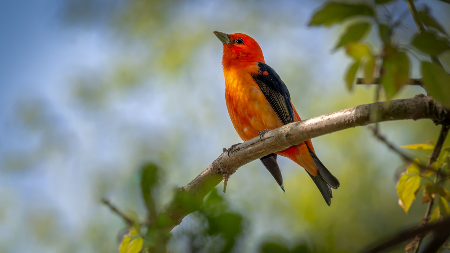 scarlet-tanager-on-a-branch