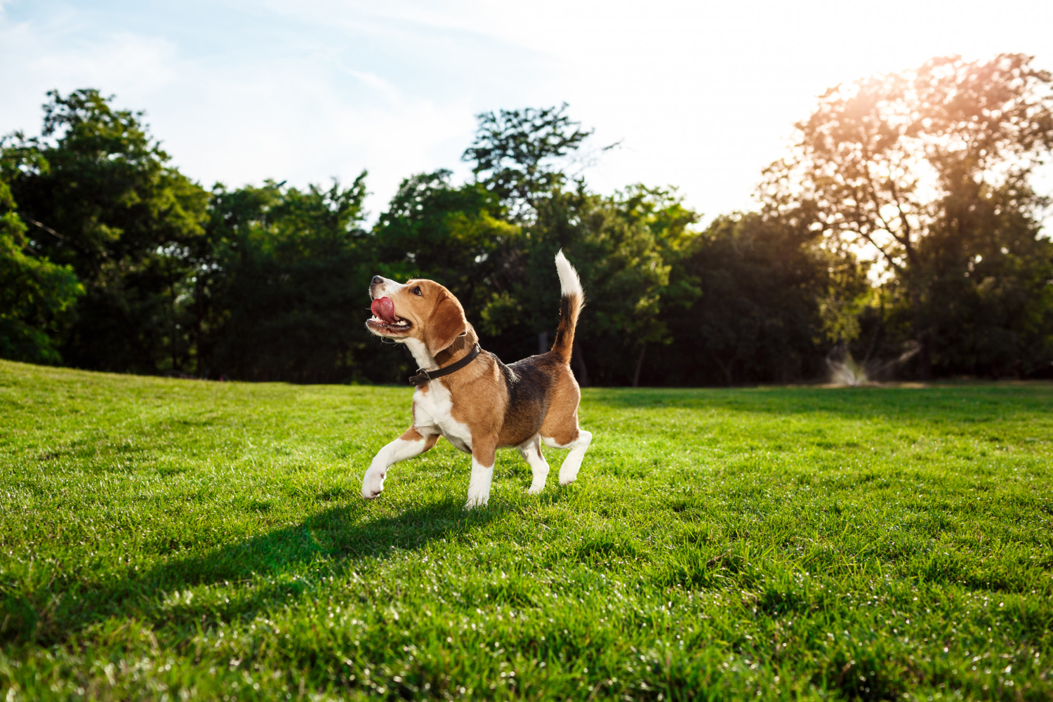 cao-engracado-engracado-beagle-andando-brincando-no-parque